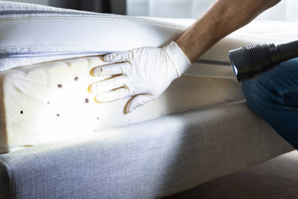 Professional Pest Control in Baldwin, LA
