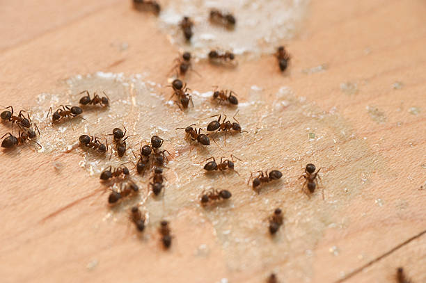 Best Wildlife Control Services  in Baldwin, LA